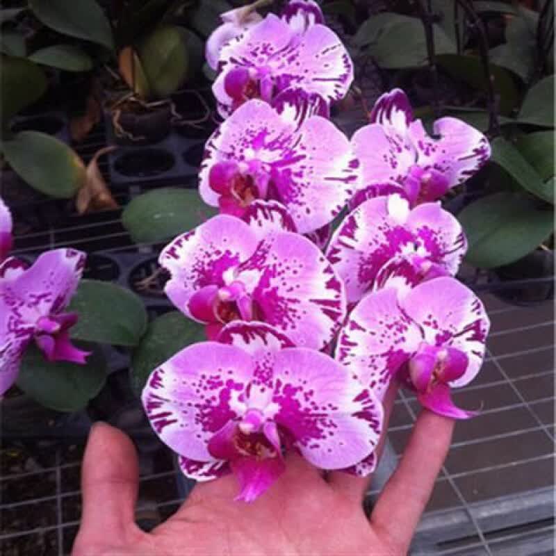 蝴蝶兰花苗鲜花四季植物 室内客厅绿植盆栽花卉大苗盆景四季长青 紫玉