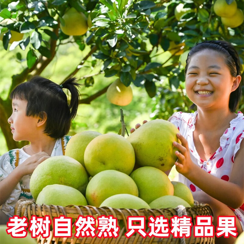 龙九恒丰正宗度尾文旦柚红心柚子蜜柚无虾线福建时令当季水果国庆中秋礼品 一级果精品 袋装20斤(单果700+