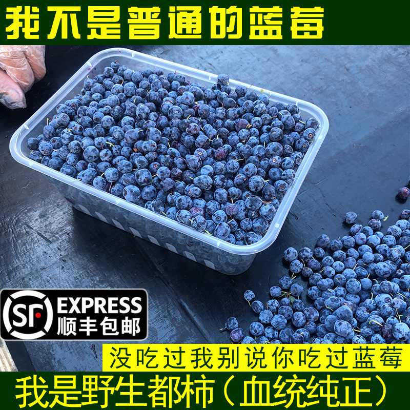 都柿野生新鲜冷冻蓝莓应当季孕妇时令水果大兴安岭东北特产可做酒1500