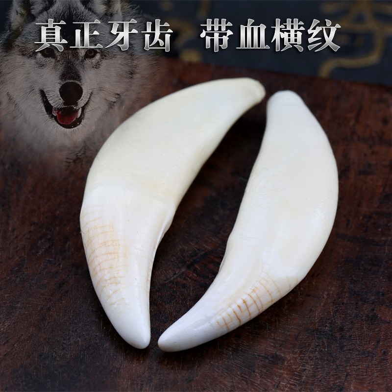 牧思 狼牙吊坠项链 藏獒黑狗牙齿男女士 个性饰品挂坠 带血 4.5-4.