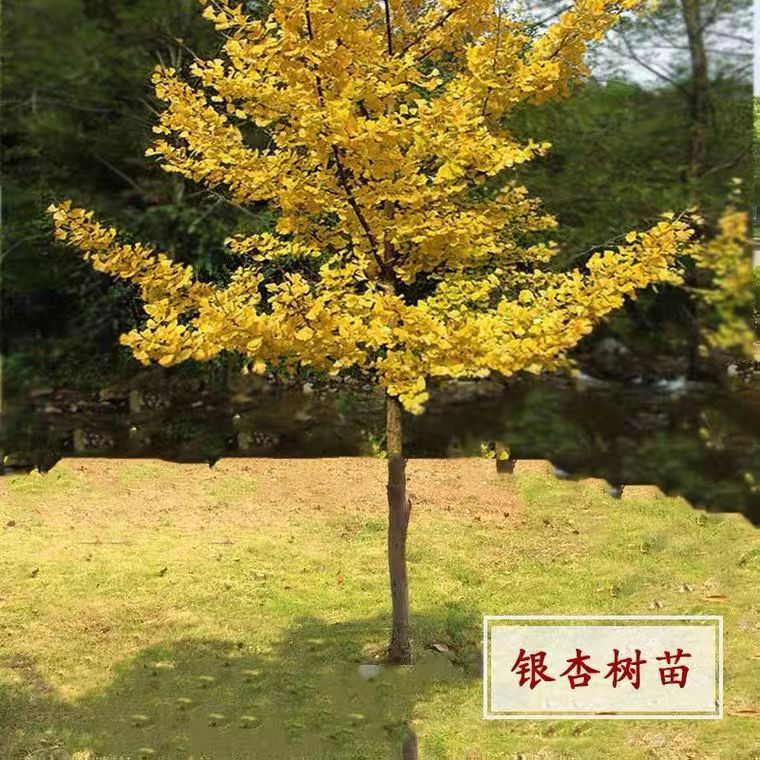 泰西丝银杏树苗绿化苗木庭院绿化苗木行道树 银杏树2cm粗1棵【不含盆
