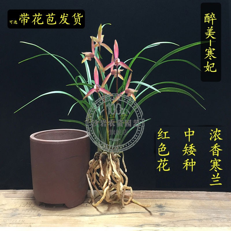 汐岩细叶寒兰国画之美兰花苗寒妃开花浓香冬季带花苞室内花卉绿植盆栽