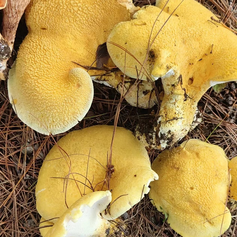 2022现货新鲜黄虎掌菌【顺丰】云南楚雄特产虎掌菌新鲜现发 500g