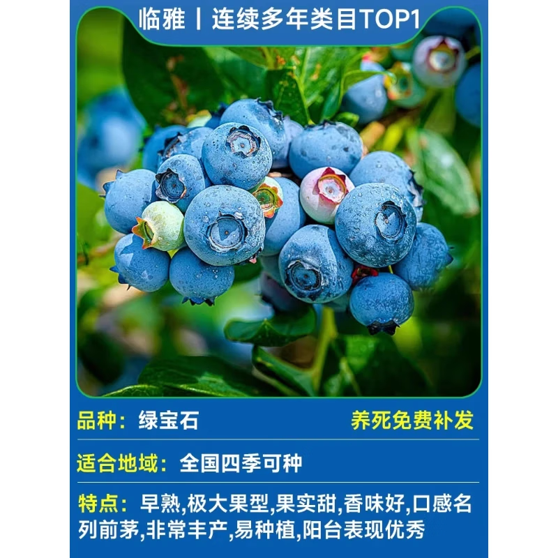 ���ڲ���������1.4�״����ݮ�����Ϸ�������ֲ��̨ͥԺ���Ե��Դ������� �����硿�̱�ʯ��ݮ40����