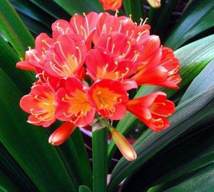 室内花卉桌面植物君子兰花苗当年开花君子兰 【带土】精品大将军(2棵