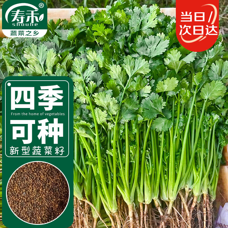 寿禾 香菜种子小叶冬春季盆栽老品种蔬菜种籽 潍丰小叶香菜种子15g