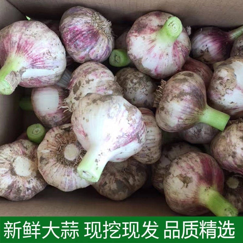 遇见悯农【现挖大蒜】蒜瓣新鲜带泥大蒜腌制糖蒜腊八蒜原料农产品产地直发 4.5斤囤货装