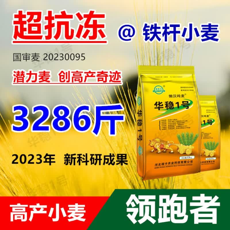 华稳1号吨麦矮杆大穗小麦原种丰产小麦种子耐寒抗病抗倒批发 矮杆大穗  原装30斤【可留种】高性价比高么？