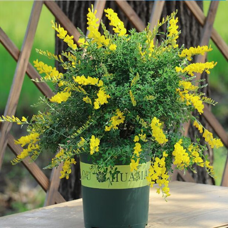 春花妙意黄金雀盆栽阳台庭院开花植物室外花园四季花卉金雀花苗带花