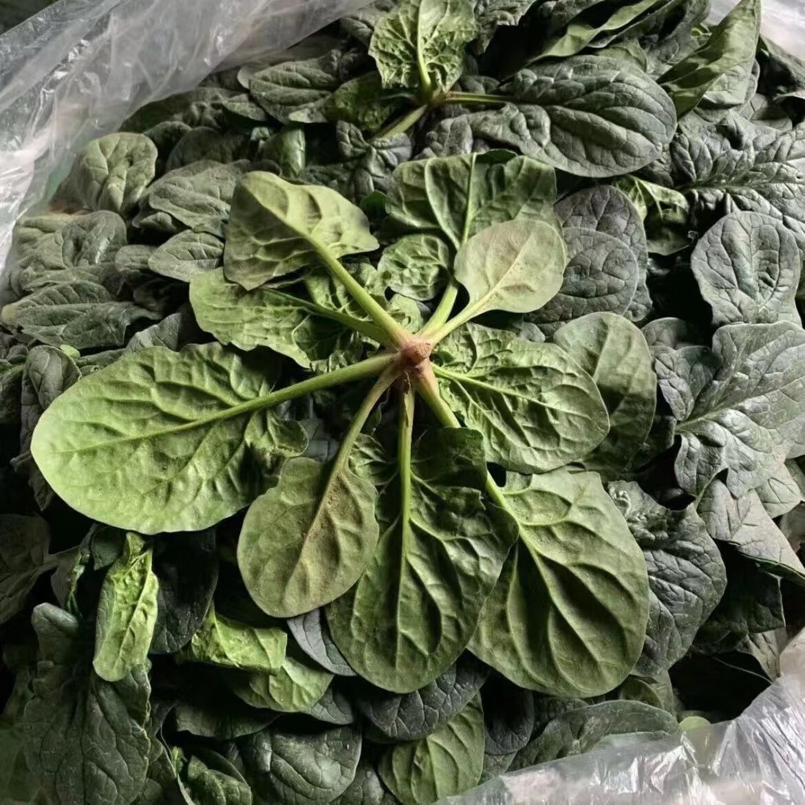 霜打菠菜趴地矮脚当季蔬菜河南趴地菠菜新鲜菠菜 霜打菠菜5斤 露天趴地菠菜现挖现发 京东折扣/优惠券