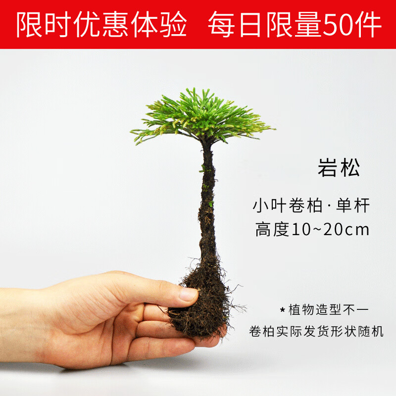 卷柏九死还魂草假山吸水石菖蒲桌面花卉植物微型盆景水培盆栽兰花 单