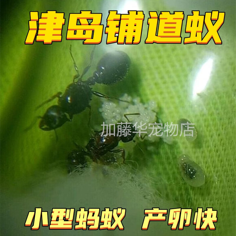 草地铺道蚁蚂蚁宠物异宠大头巨首蚁蚁后日本弓背蚁收获蚁蚁巢 1后8-10