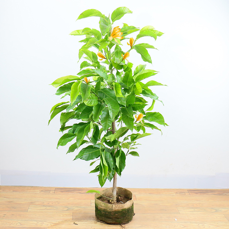 白兰花盆栽带花苞室内植物黄角兰花卉绿植 白兰4年苗(60-70cm)高 不含