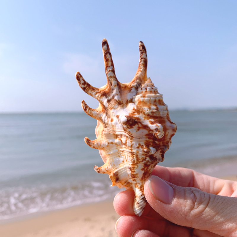 鱼缸造景装饰天然贝壳超大海螺特大七角螺鱼缸装饰品水族造景家居地台