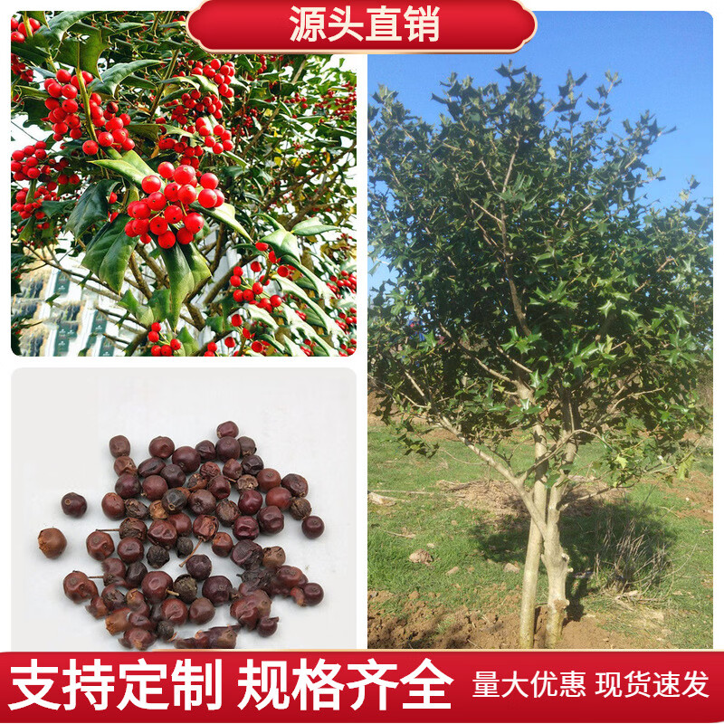 枸骨种籽又名猫儿刺老虎刺常绿灌木或小乔木 默认项 无刺枸骨种子20克