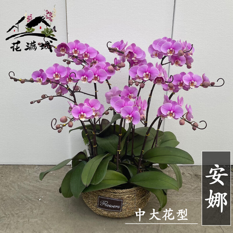 花满城园艺蝴蝶兰带花苞双剑开花株绿色清新花卉花期长懒人花对版 2.
