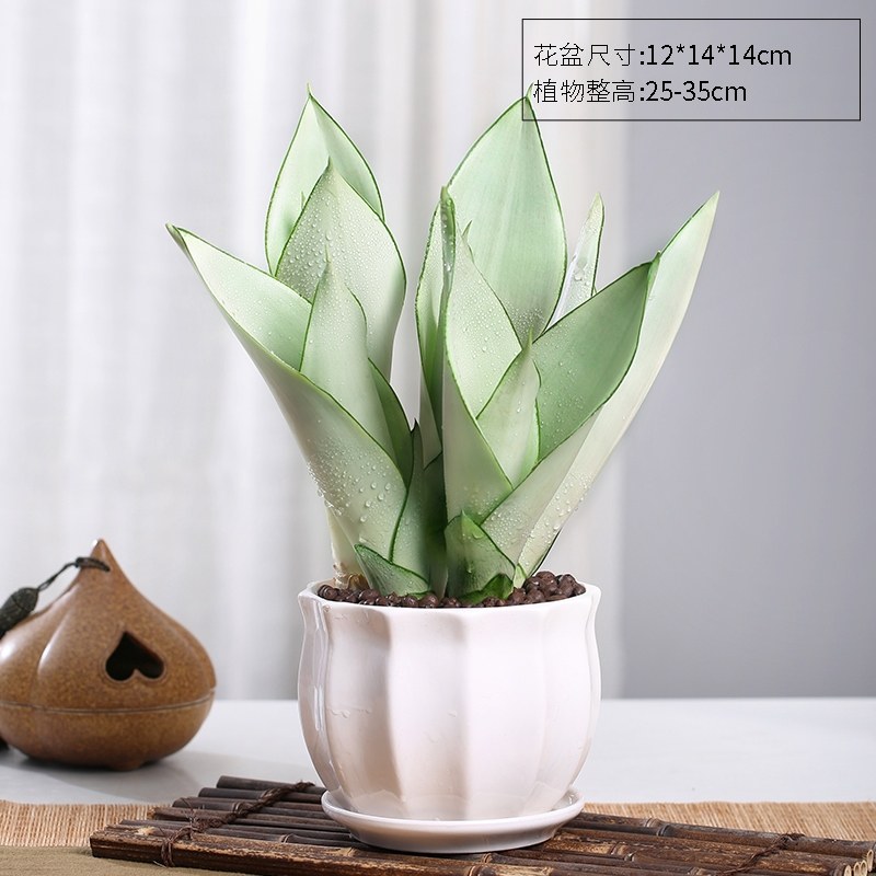 白玉室内净化空气植物办公室四季吸甲醛耐旱好养活植物 白玉虎皮兰