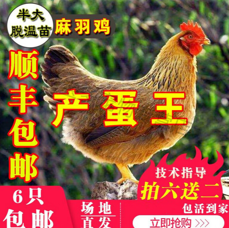 宝诺滋半斤麻羽绿壳蛋鸡活体绿壳蛋鸡苗脱温苗下蛋鸡(买6只发8只)