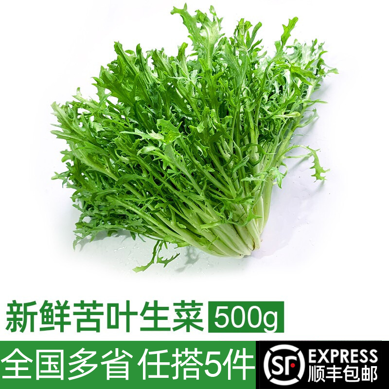 绿食者 新鲜苦菊500g 苦细叶 苦叶生菜 狗牙菜 苦苣蔬菜沙拉食材