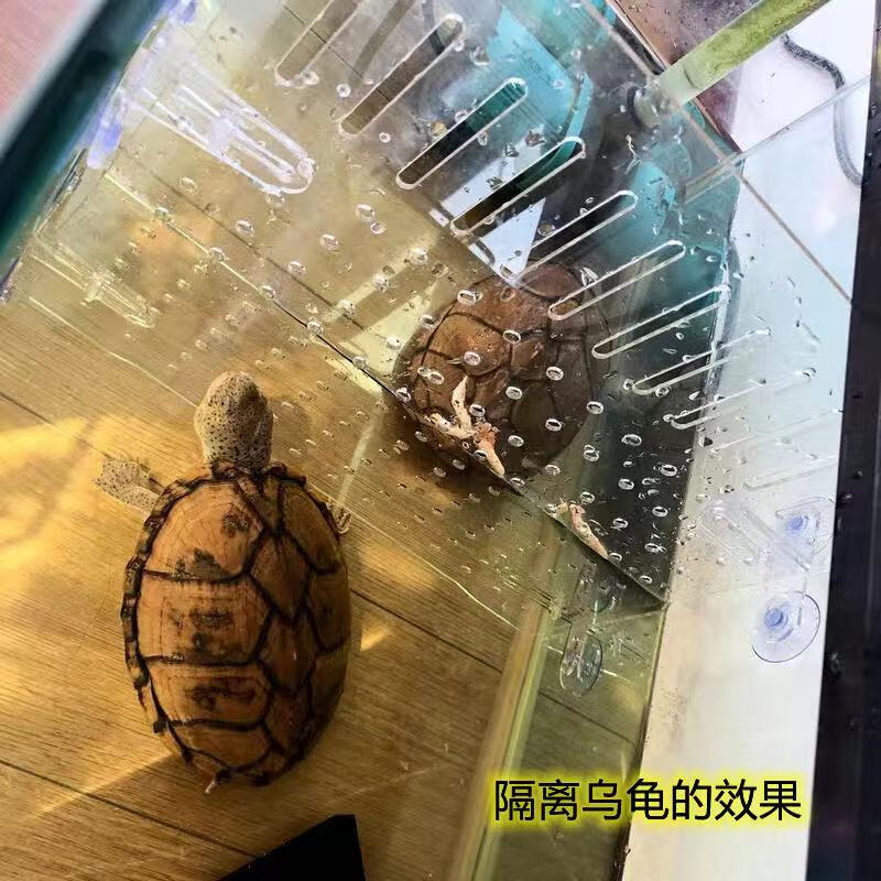 边胜鱼缸隔离板定制透明亚克力斗鱼孔雀鹦鹉苗网格分离隔断挡板水族箱 【高透明】宽19x高20x厚2mm+8个吸盘