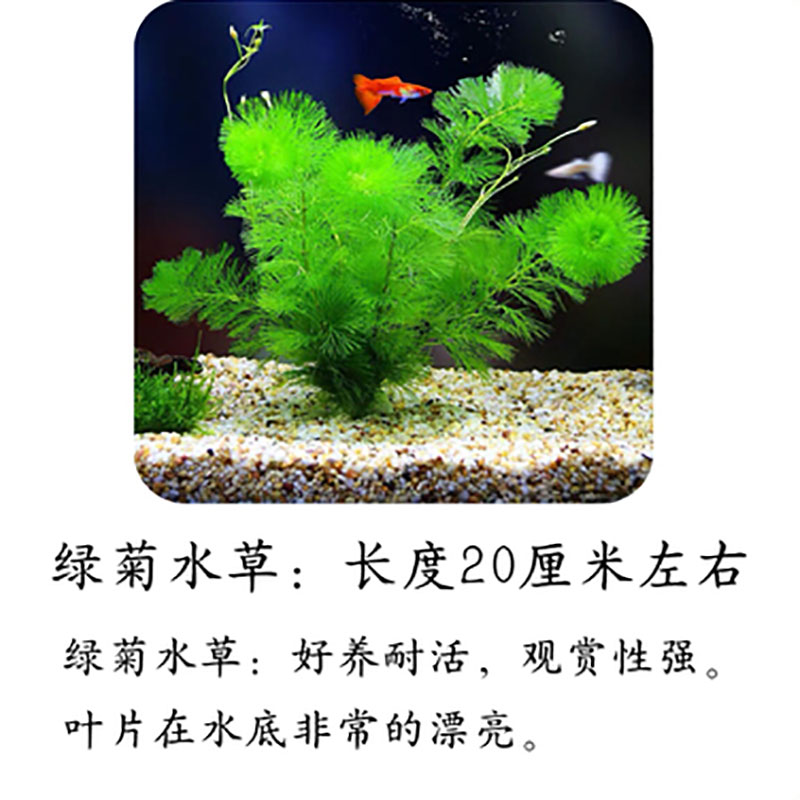 蜈蚣草 相关京东优惠商品排行榜 价格图片品牌优惠券 虎窝购
