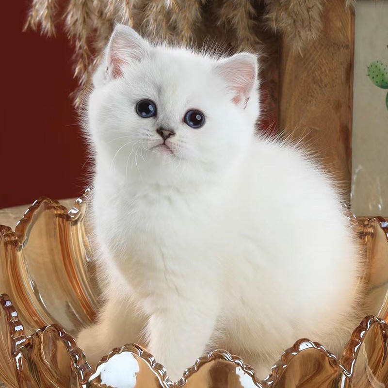 广宠 活体猫英短银渐层金渐层银点渐层金点渐层短腿猫咪活物小猫咪幼