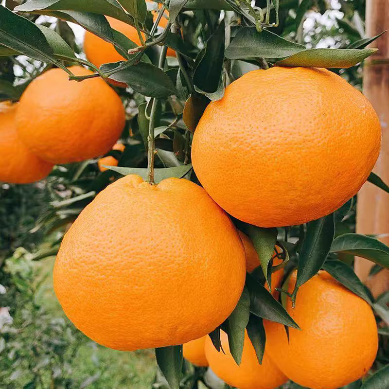 酷果汇春见粑粑柑新鲜现摘水果甄选品质彩箱礼品盒装产地直发5/8斤装 净重8斤【性价比高-全家爽吃】85MM+