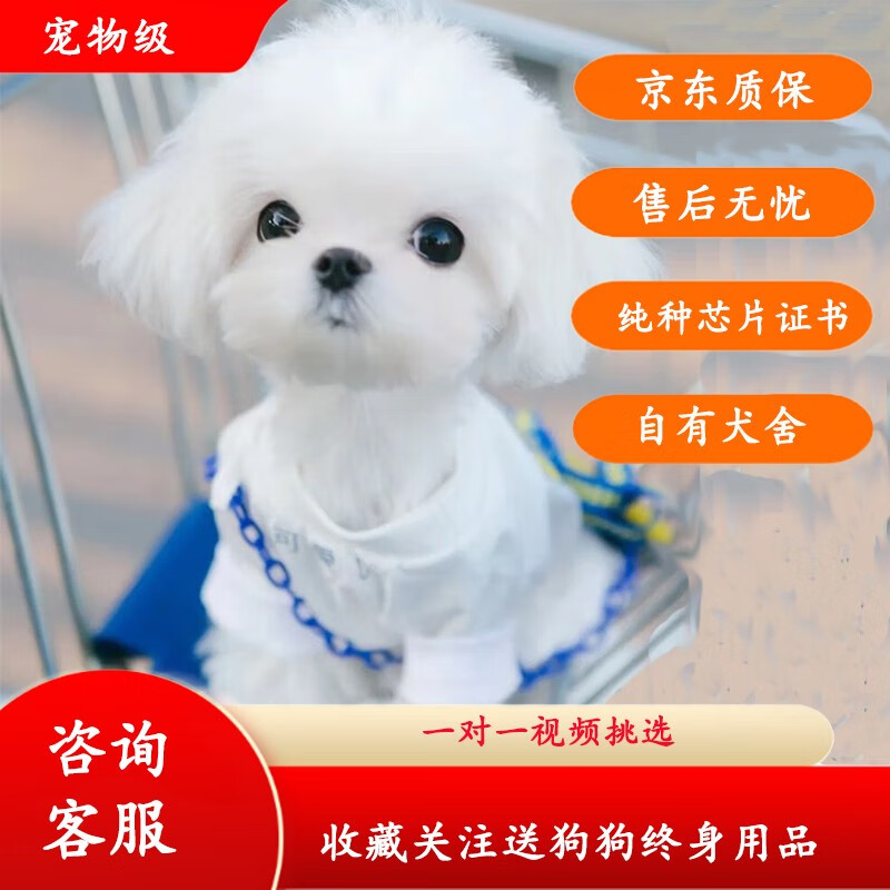 咯咪纯种马尔济斯幼犬白色公主犬马尔济斯犬活体家幼崽小奶狗马耳他犬