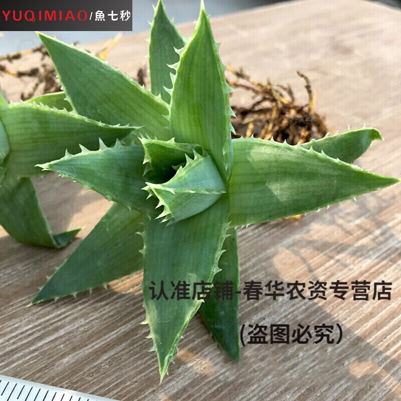 百婉集多叶旋转芦荟女王芦荟实生苗多肉黑魔殿芦荟稀有品种女王芦荟5