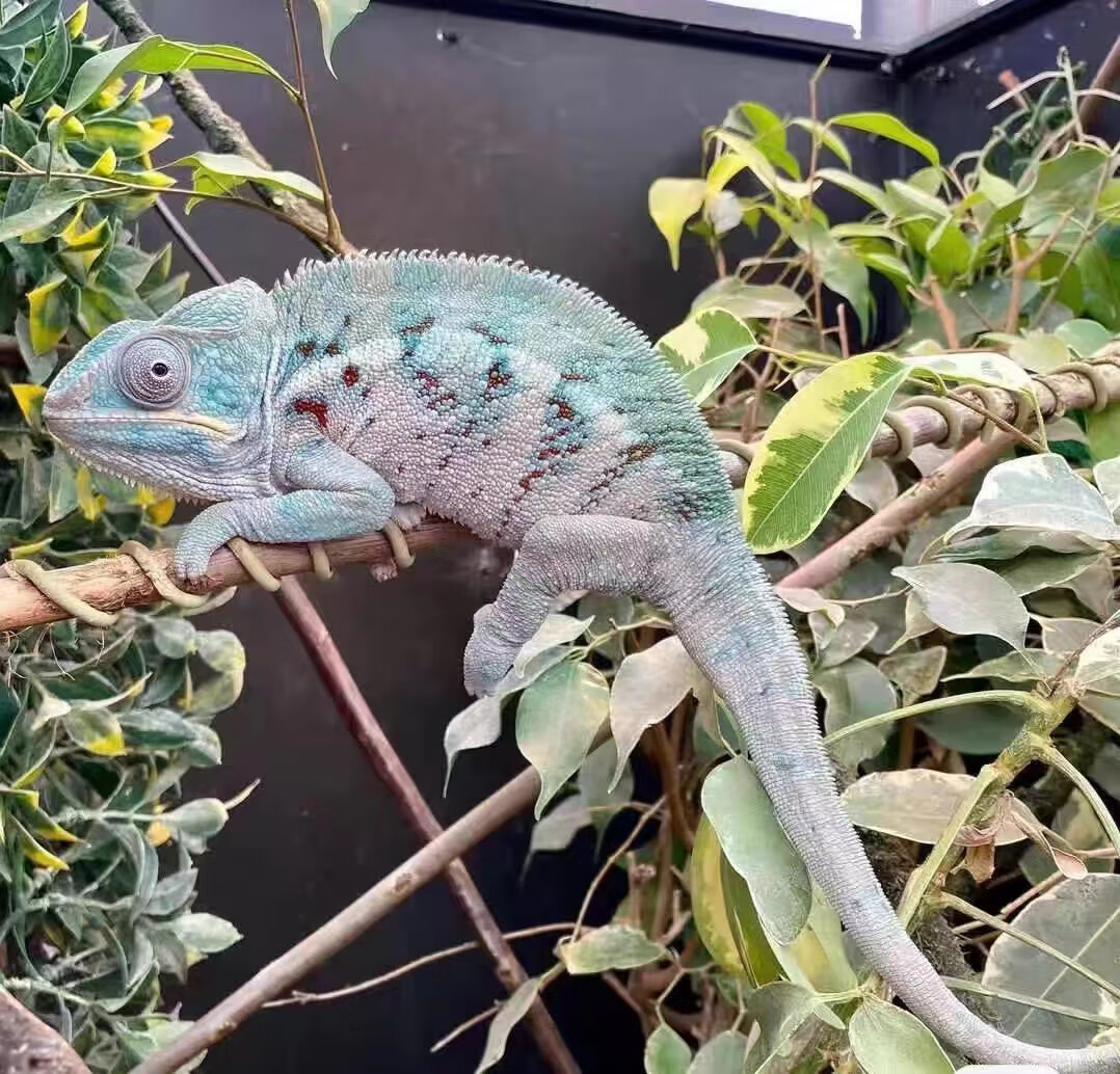 小变色高冠龙冠蜥蜴爬宠稀罕见动物宠物活物幼体家养树藤异宠专用