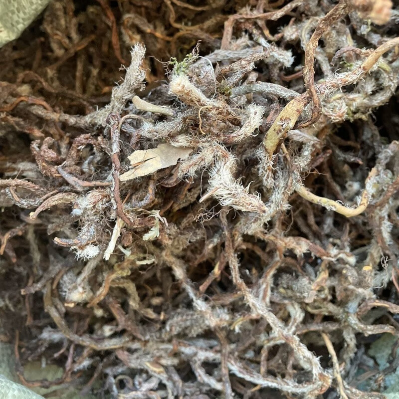 北京同仁堂中药材白毛蛇石祈蛇上树蛇白毛蛇根伸筋石蚕毛石蚕岩蚕 50