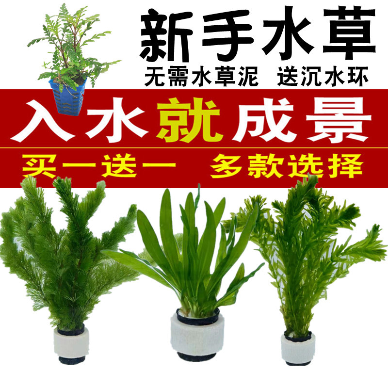 蜈蚣草 相关京东优惠商品 3 价格图片品牌优惠券 虎窝购