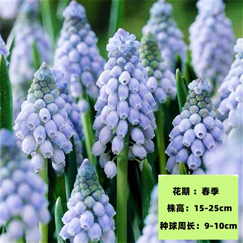 左家花園葡萄風(fēng)信子種球 多年生球根花卉庭院室內陽(yáng)臺植物易養 大西洋 10球9-10cm