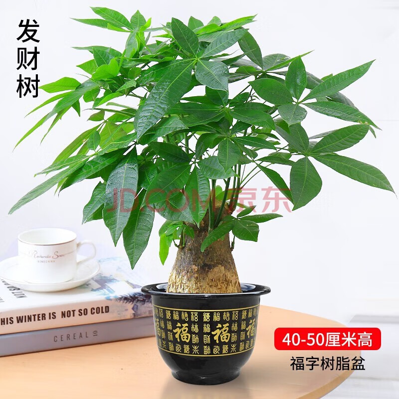 中梦发财树盆栽室内植物客厅绿植大型室内盆景办公室摆件花卉 0.4-0.5米独杆款（福字款) 不含盆高性价比高么？