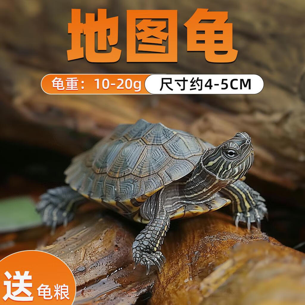 深水龟密西西比地图苗小乌龟活物鱼缸混养观赏宠物龟活体黑瘤地图 4