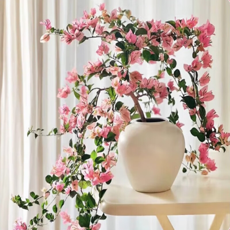 ����  ����÷�����Ի��ڴ��������ʺ��ﶬ���־�Ʒ�ĺ���ӣ�༾������ ������Ʈ45-50cm���� 93.39Ԫ��3��(��31.13Ԫ/��)