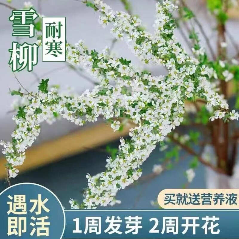 花卉京东史低|花卉价格比较