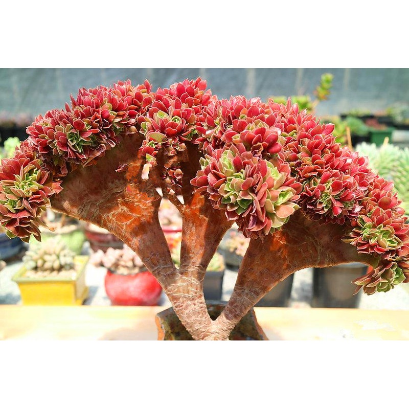 法师多肉植物老桩多头群生缀化大颗巨型大颗木质粗桩造型手捧花 韶秀6