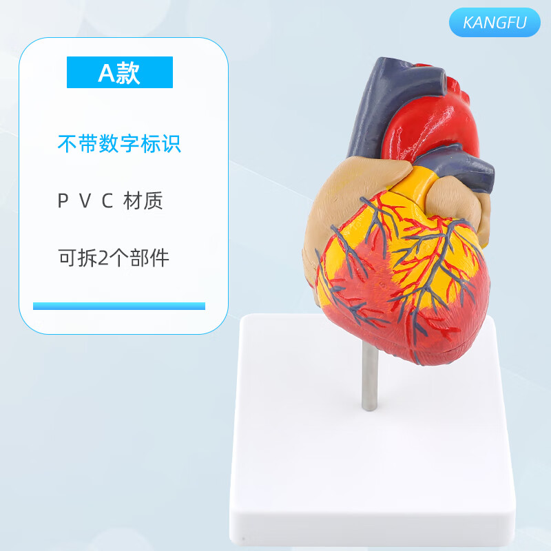 1:1人心脏解剖模型医学模型b超彩超可拆卸自然大心脏医学教学模型 a款