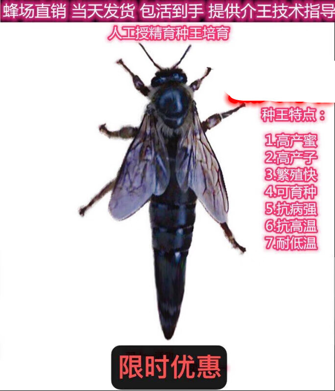 潮鸣红背产卵蜜蜂王种王土蜂仓王纯种阿坝王双色王中蜂蜂王中蜂王活体