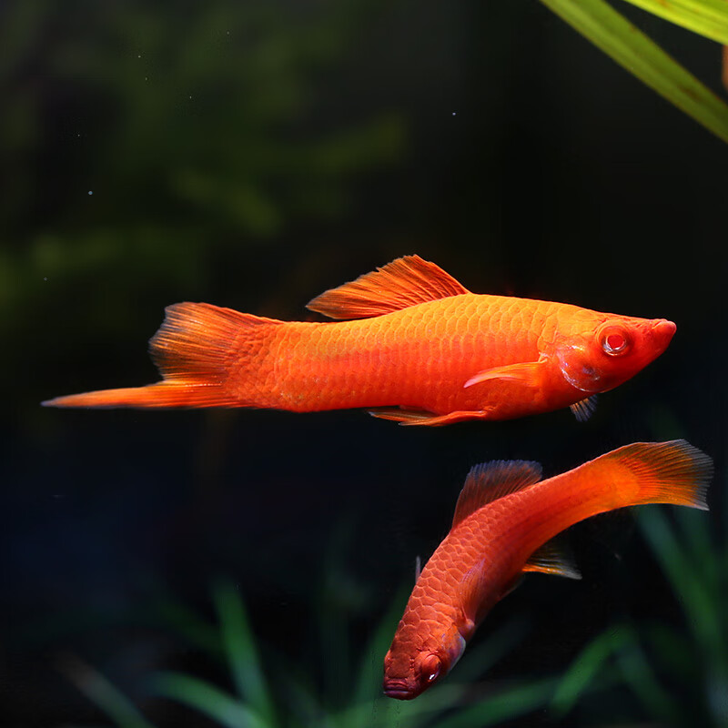 大脸兔红箭鱼活体观赏鱼高鳍红箭剑尾鱼热带宠物鱼朱沙刀公活体鱼 2条