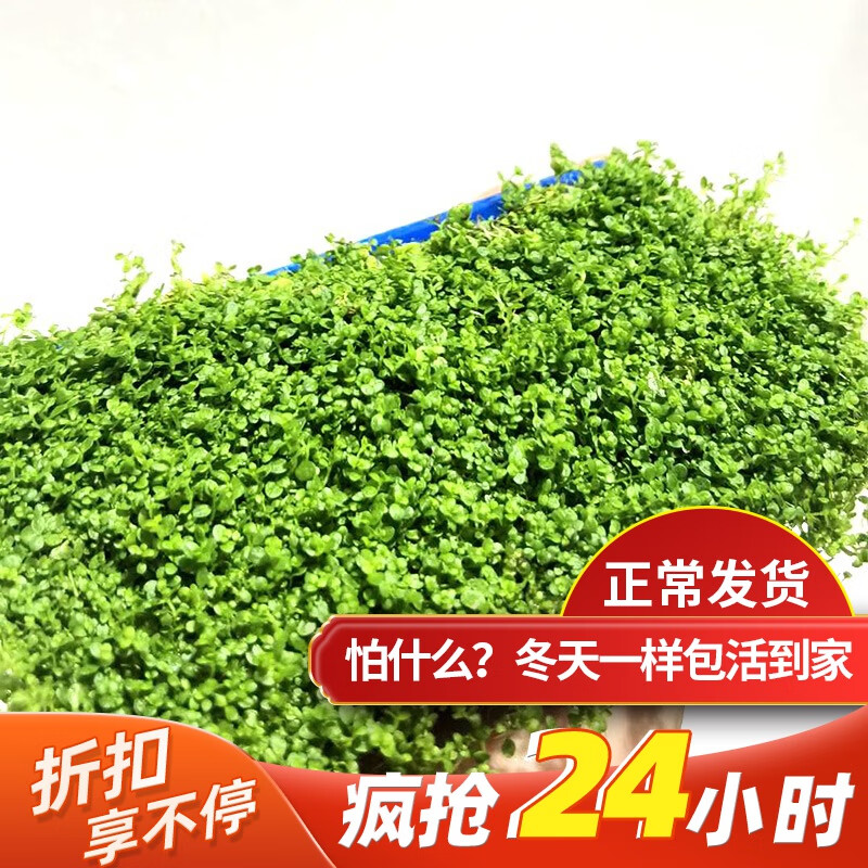 如何查看京东水草历史价格|水草价格走势