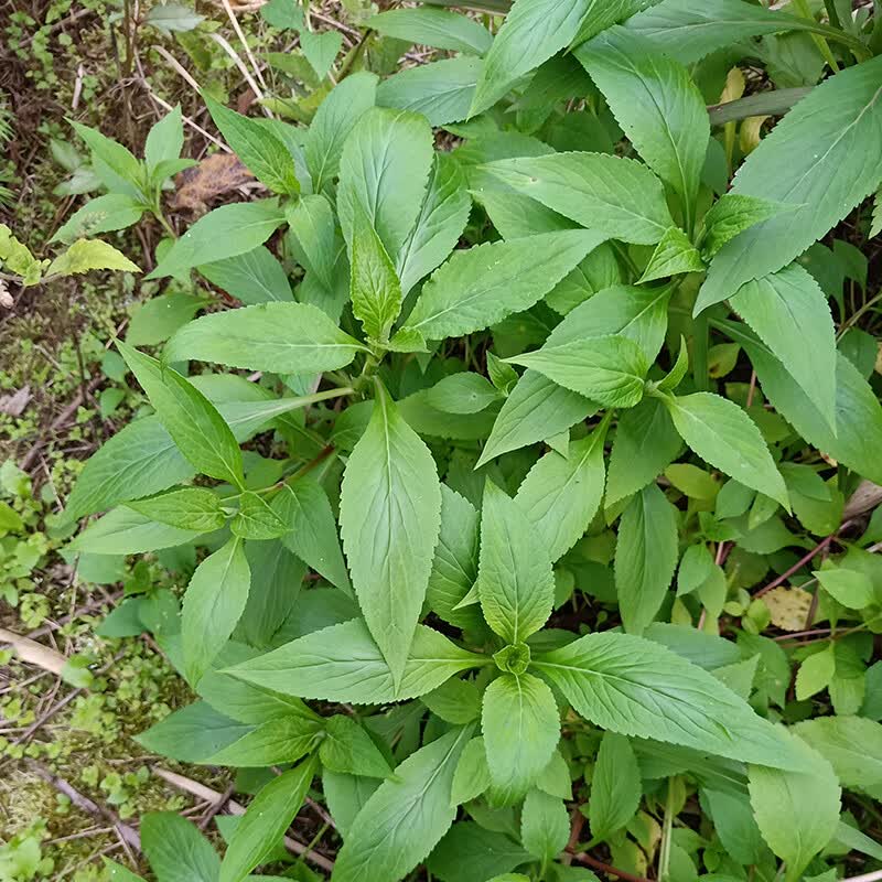 源外 重庆原生态纯山野野菜公去热苦菜苦斋婆苦丁菜酱败菜2斤现摘