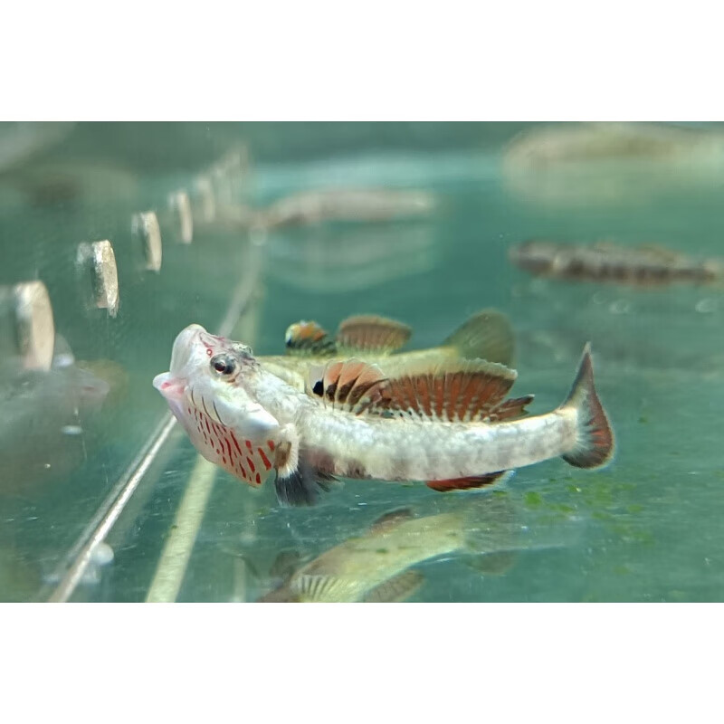 练手稀有原生冷水鱼小型淡水白面溪流吻虾虎鱼好养耐活热带观赏鱼