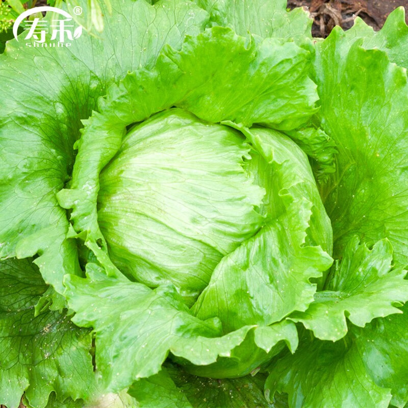 寿禾结球生菜种子种籽圆生菜春夏季播种四季家庭阳台田园种植蔬菜籽