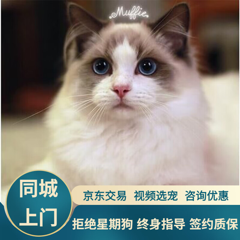 宁宠 布偶猫活体幼猫宠物猫活体幼崽活物小猫咪仙女猫长毛猫蓝眼睛