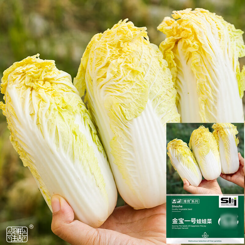 大禹山东胶州大白菜种子农科院秋季耐热黄心义和秋白菜籽冬储新品种
