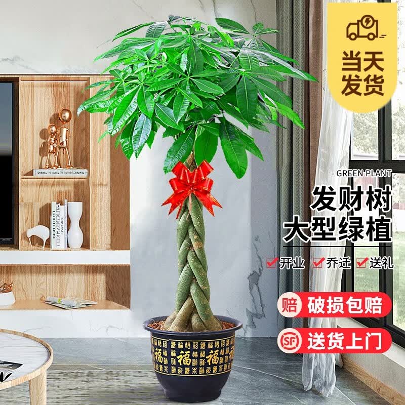 樱霞【顺丰上楼】大型发财树步步高客厅室内盆栽大盆景辫子发财树绿植 发财树五辫1.5-1.6米原盆怎么看?