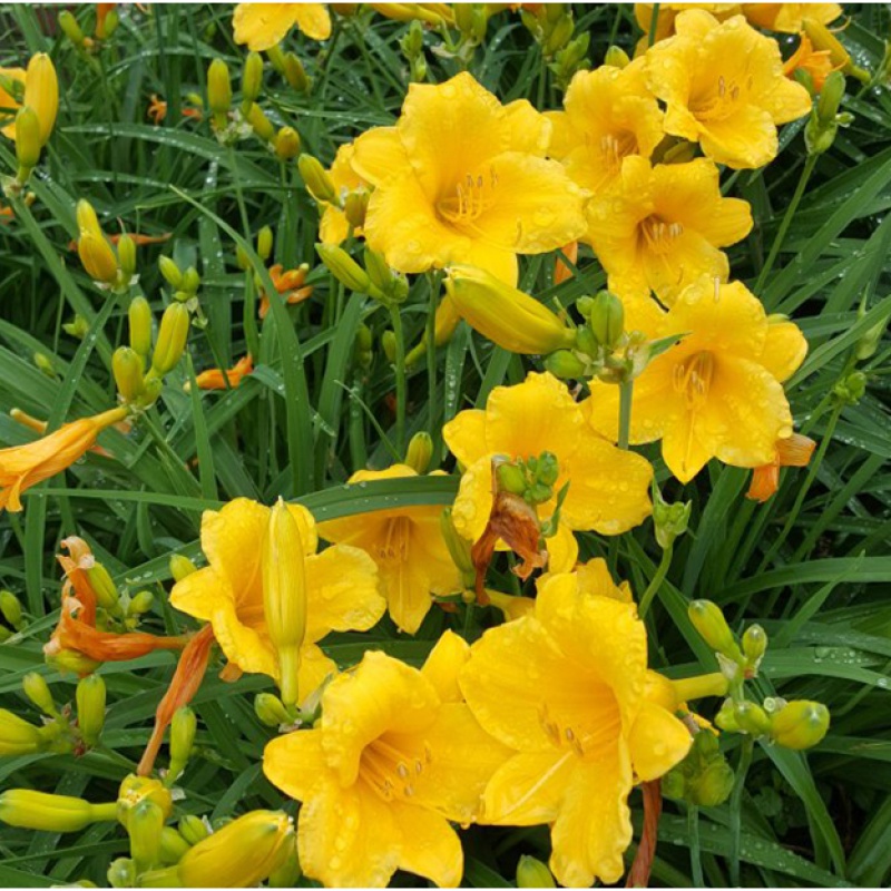 金娃娃萱草花苗 南方北方室外庭院花园阳台耐寒花卉 花坛花草植物 金