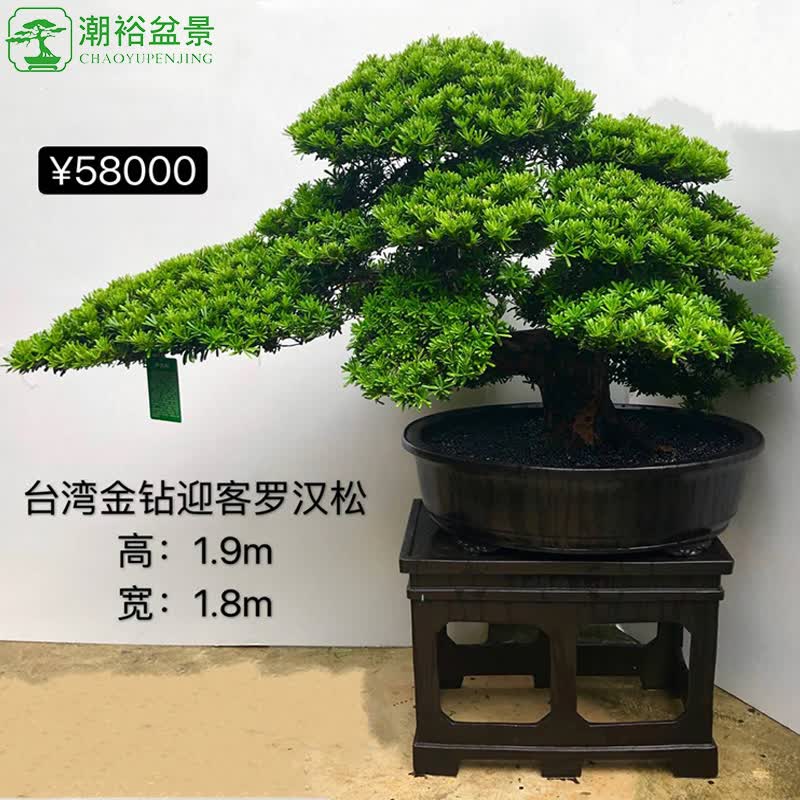 潮裕盆景高端名贵雀舌金钻罗汉松老桩植物室内小盆栽造型花卉绿植大型